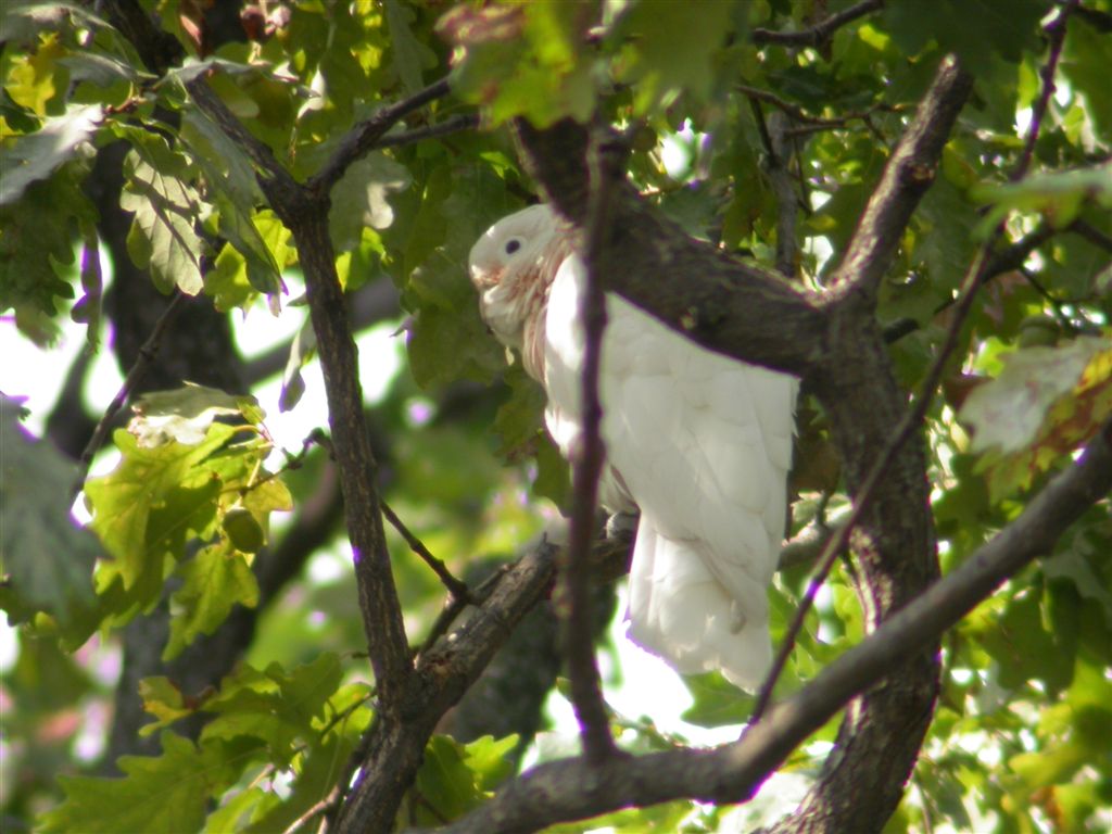 Cacatua aufugo